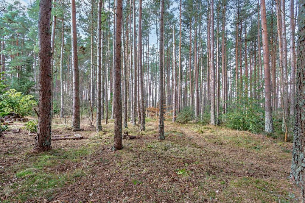 Tullich Pines
