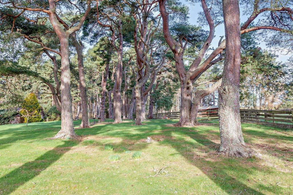 Tullich Pines