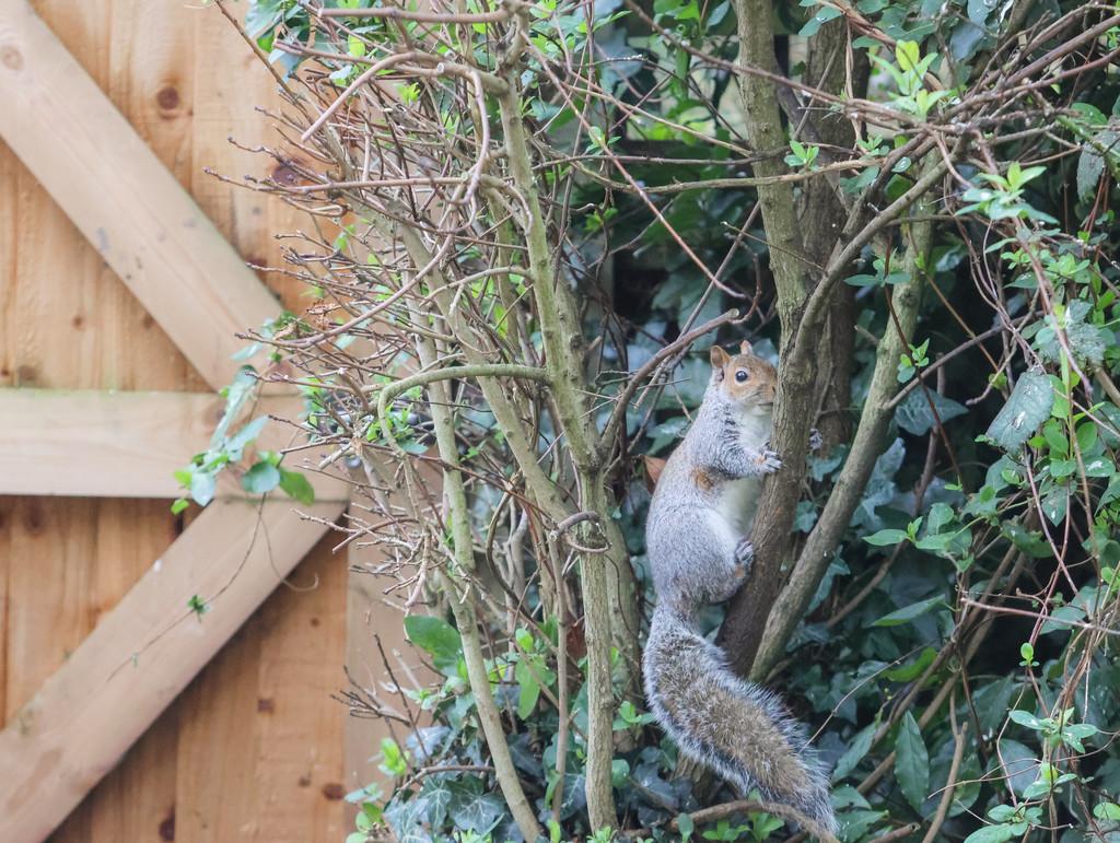 Squirel c M9 8 TW-49