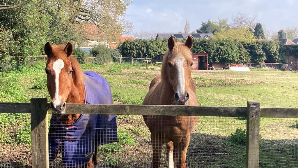Horses2.JPG