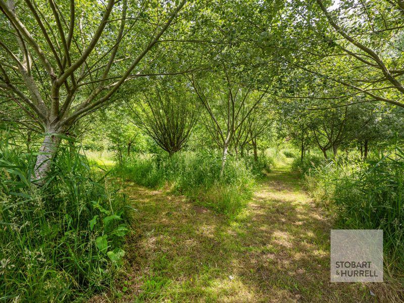 Woodland Walk