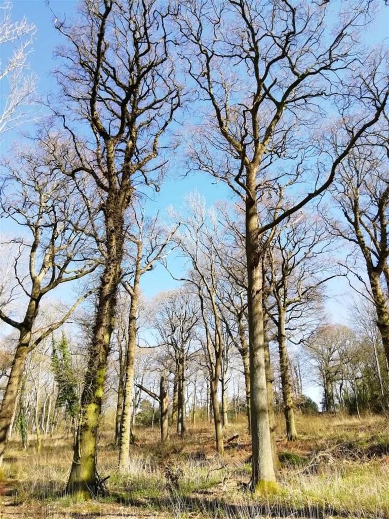 Woodland 2.jpeg