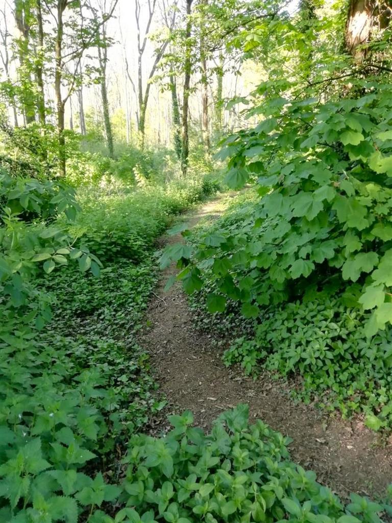 Woodland.jpeg