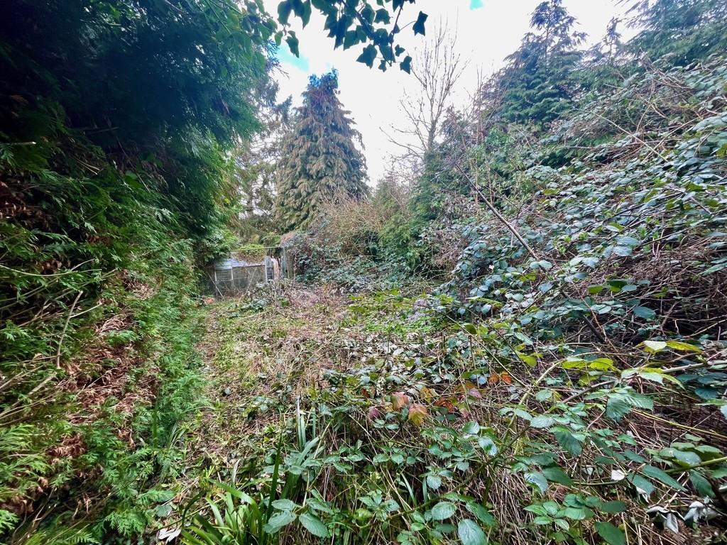 Far rear garden