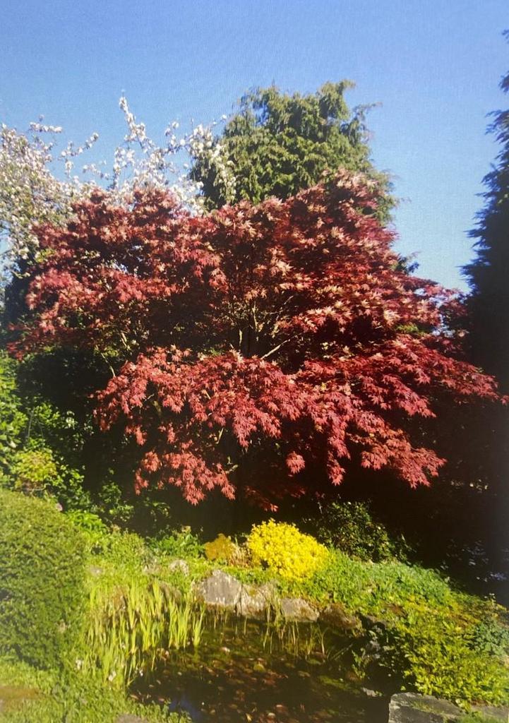 Garden in April