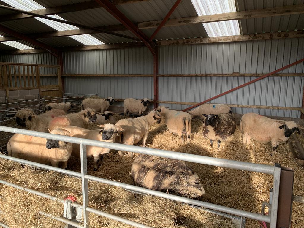 Sheep Shed