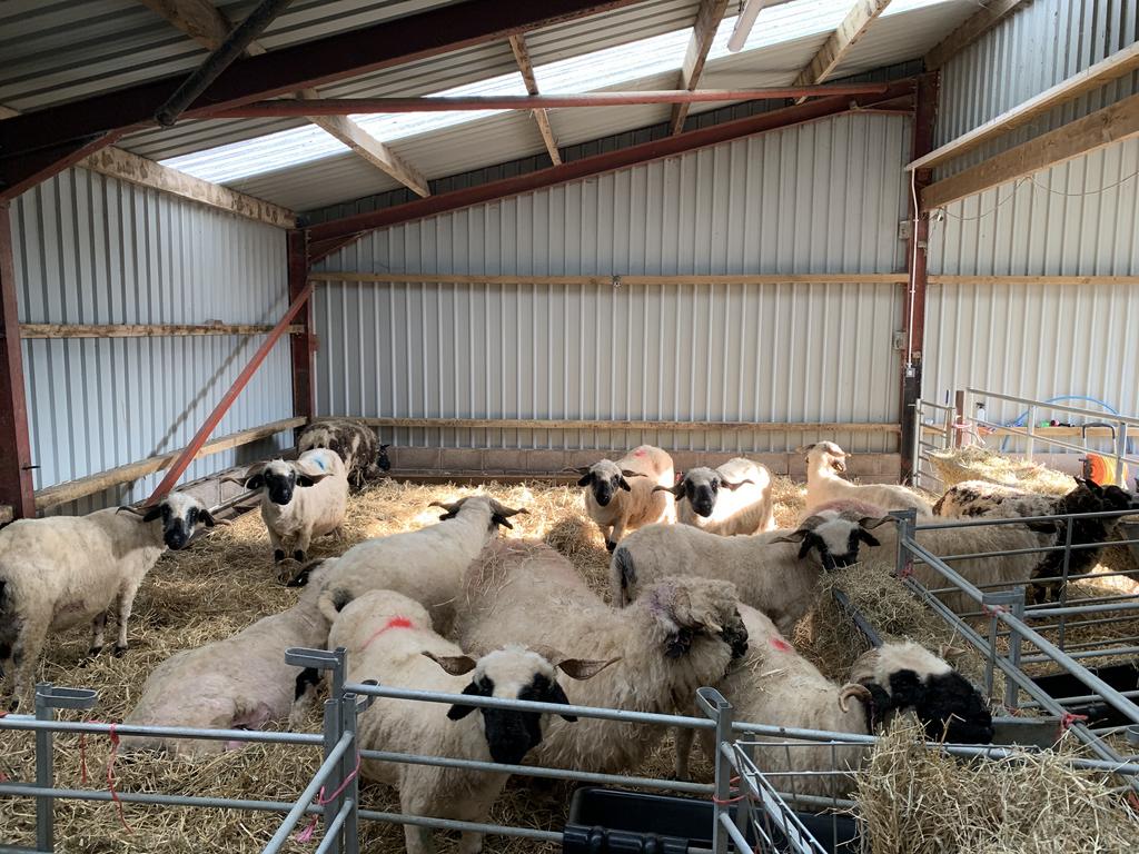 Sheep Shed