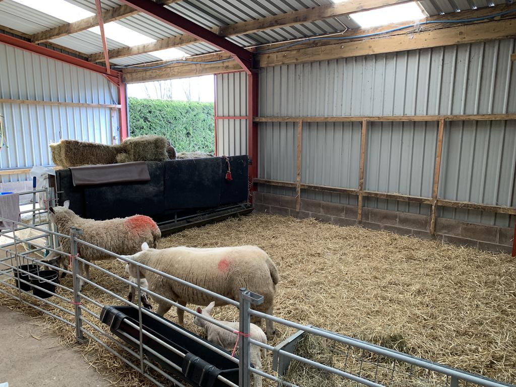Sheep/Storage area