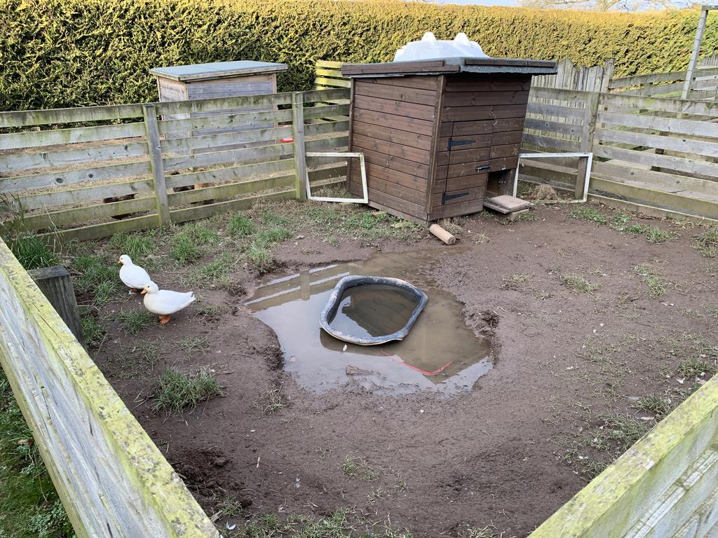 Duck/Hen Pens