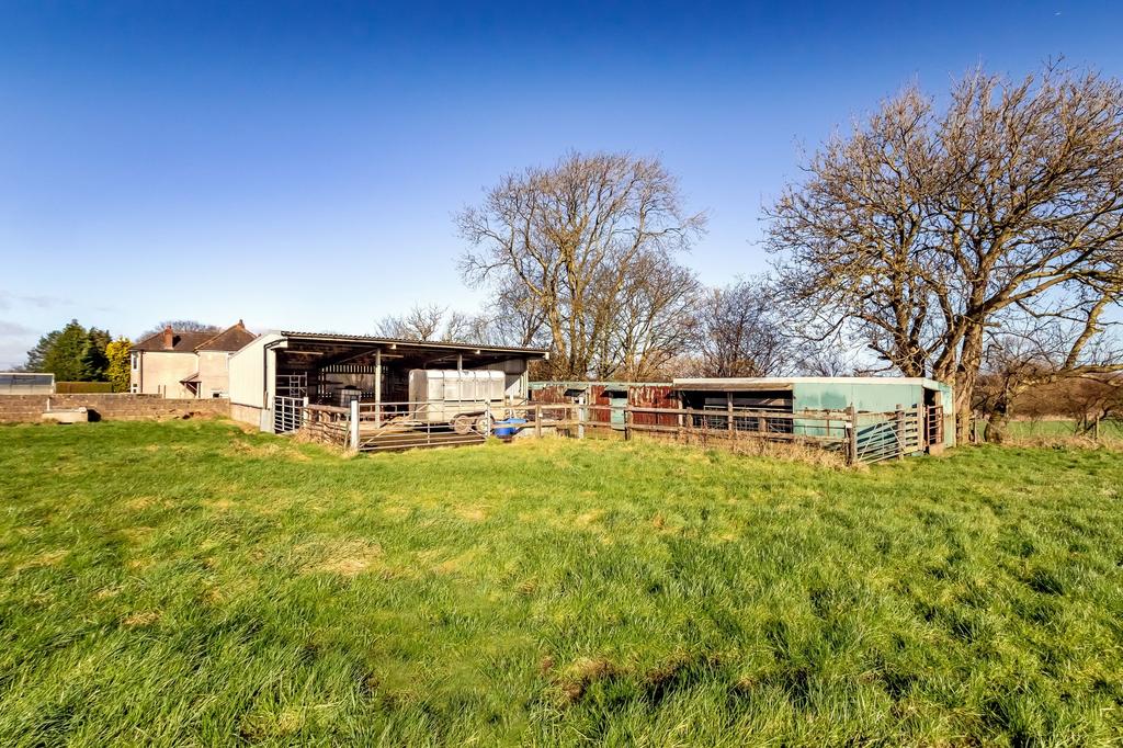 Cow Shed