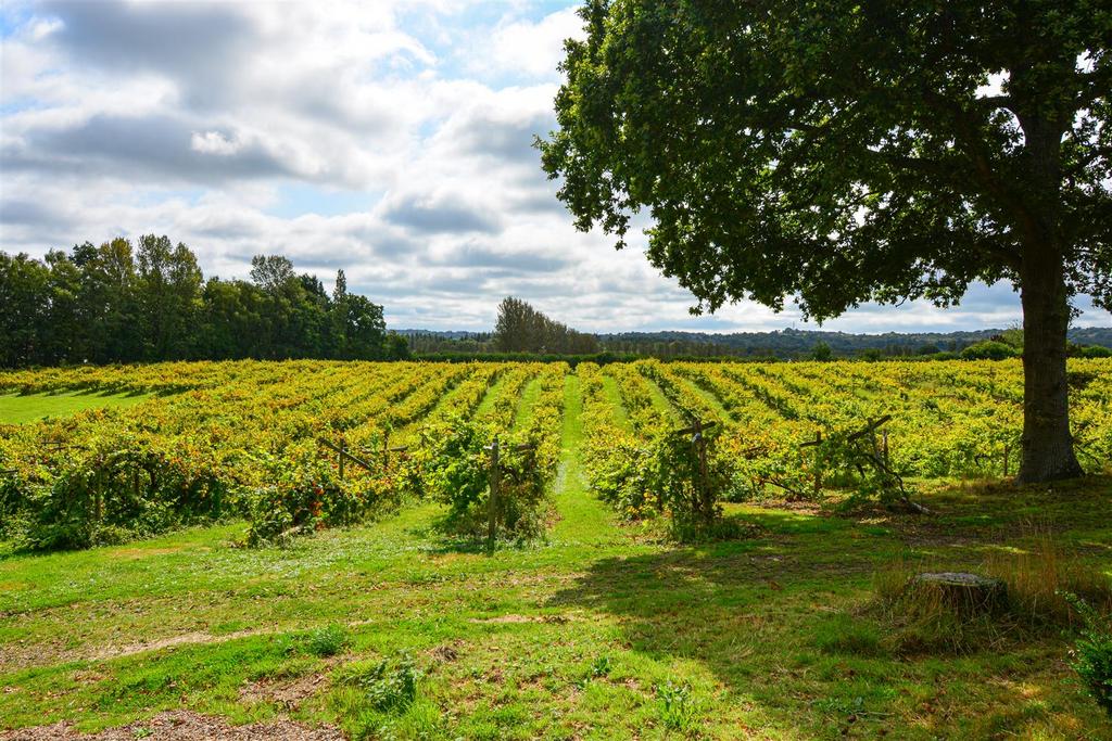 Surrounding vineyard