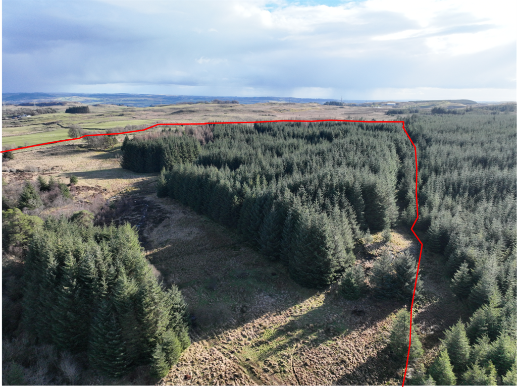Locher Wood
