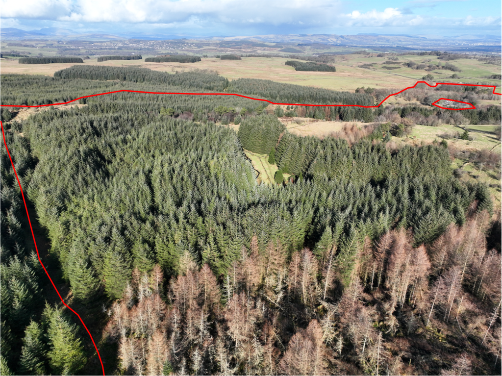 Locher Wood