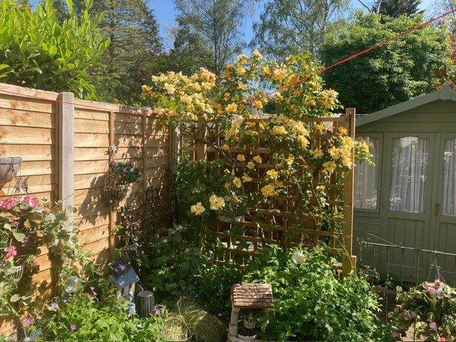 Summer Garden