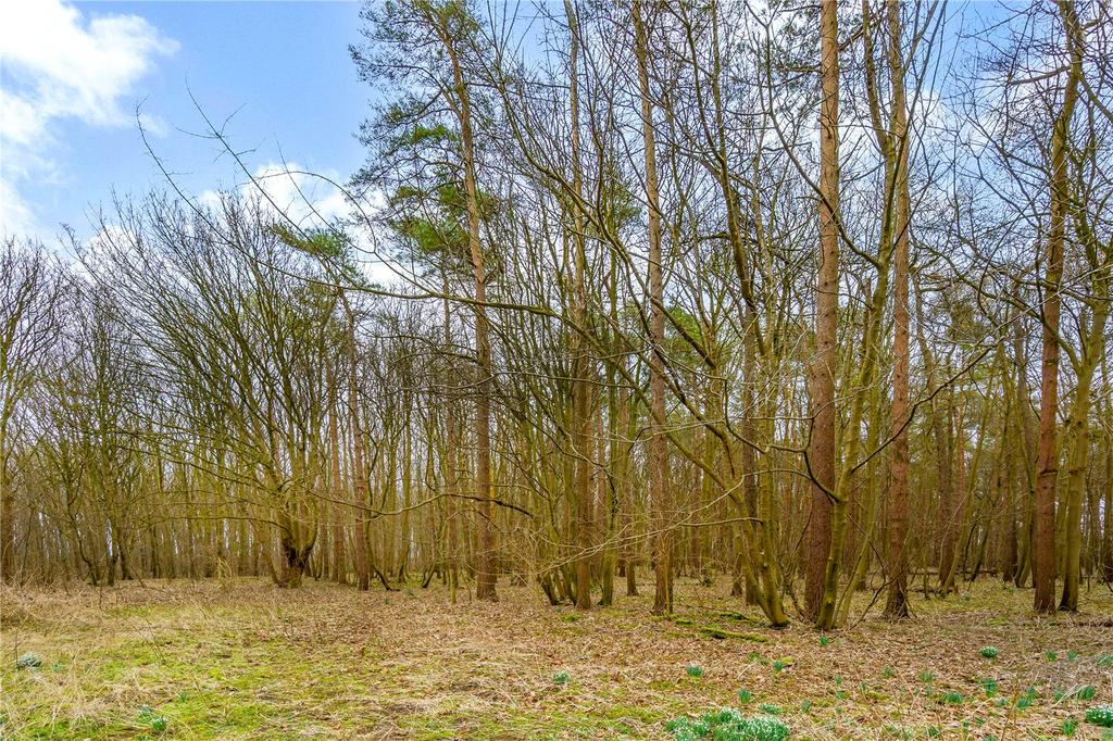 Woodland