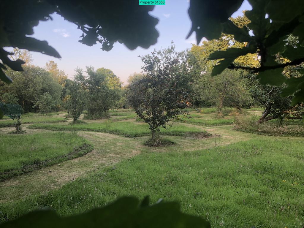 Orchard