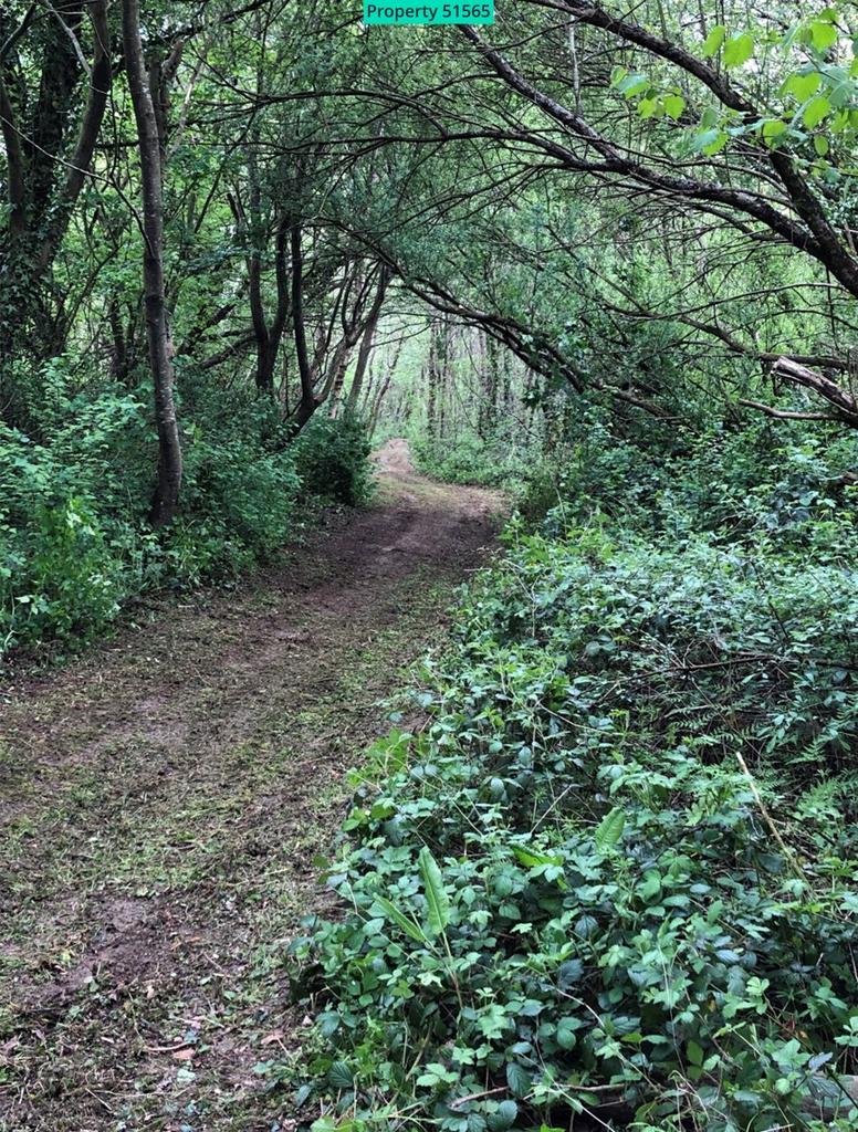 Wooded area