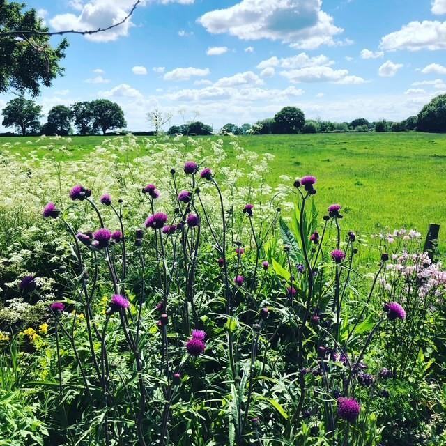 Meadowflowers.jpg