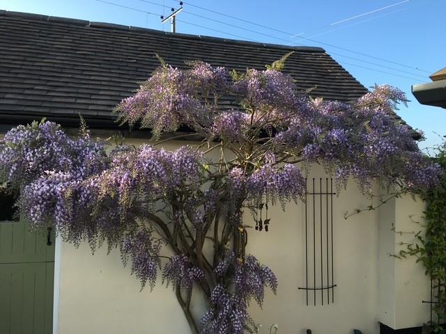 Wysteria.jpg