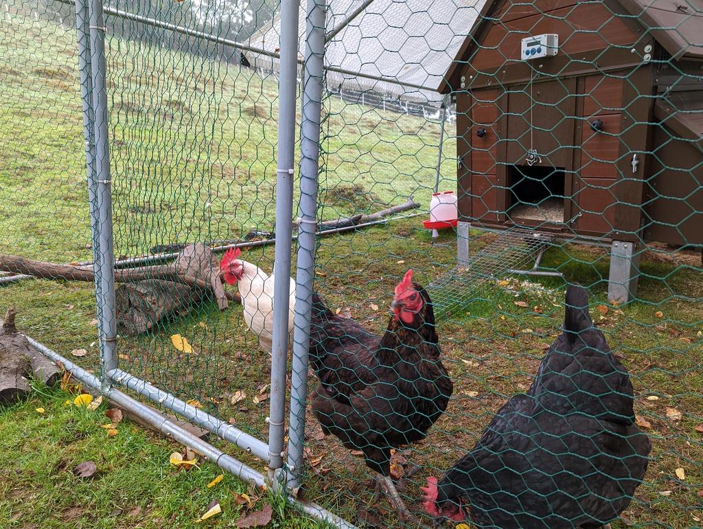 Chicken Shed