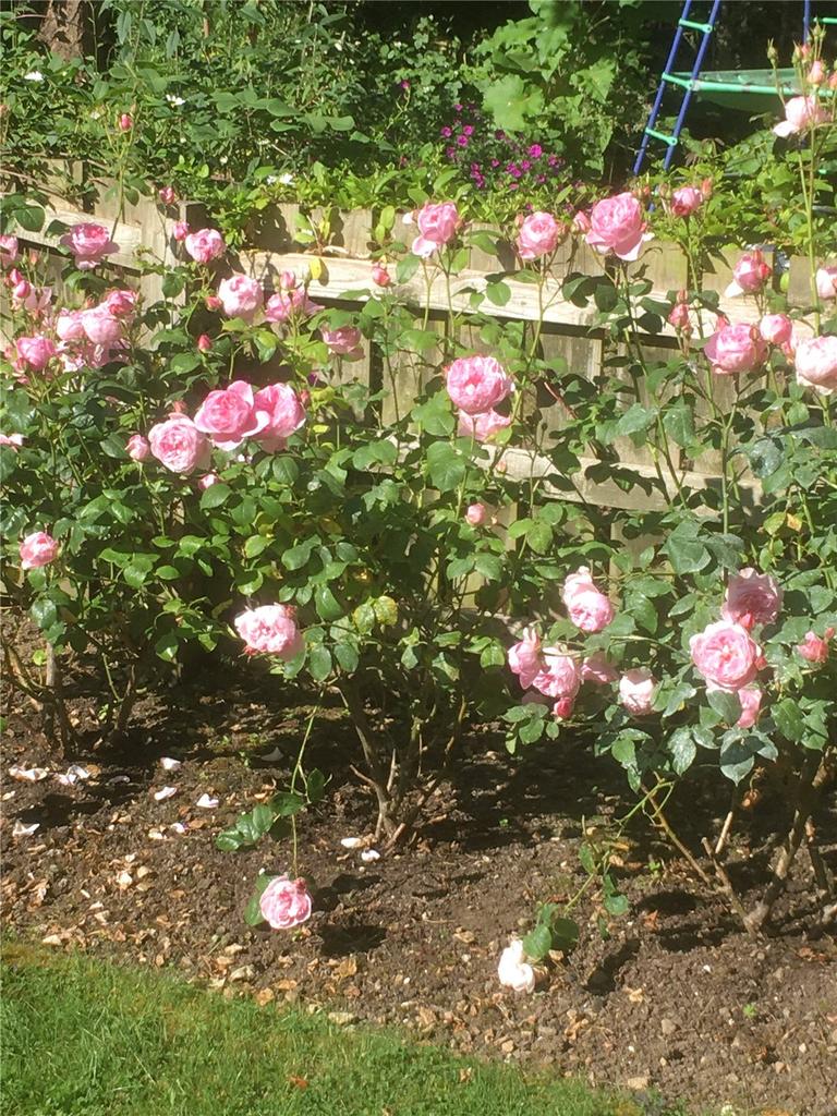 Roses In Bloom
