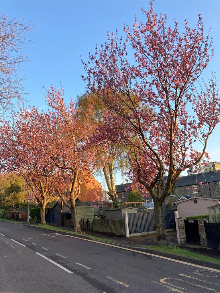 Village Tree Blossom