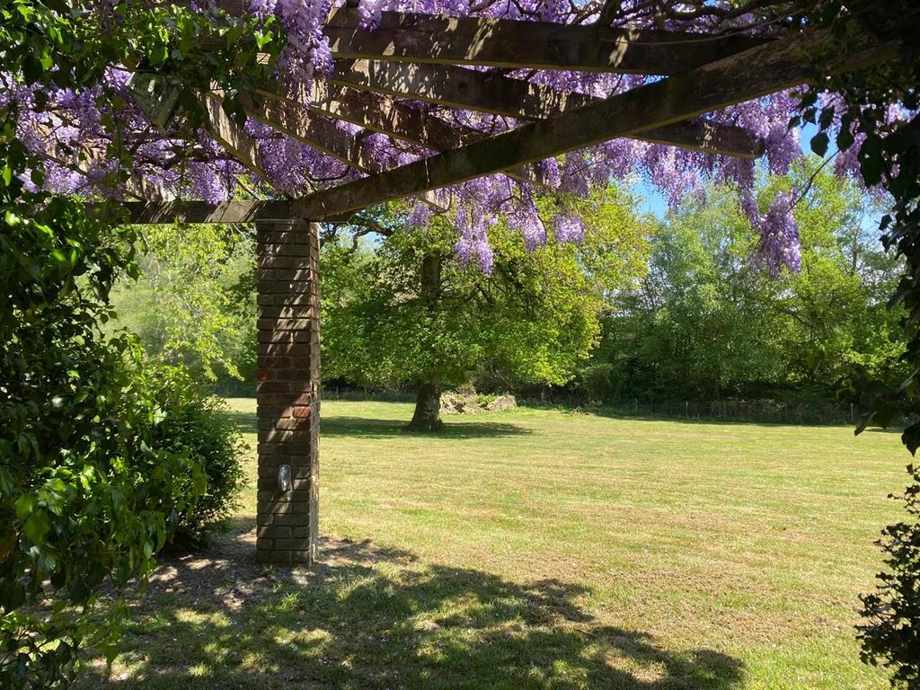 Wistera 4.jpg