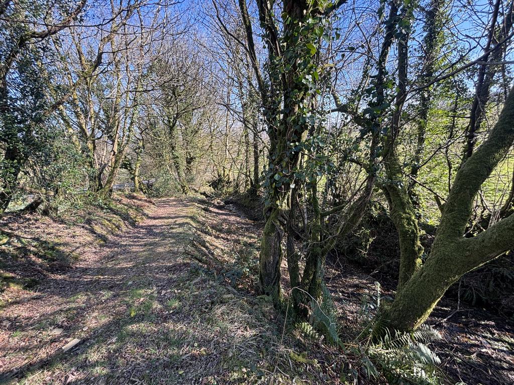 Wooded area