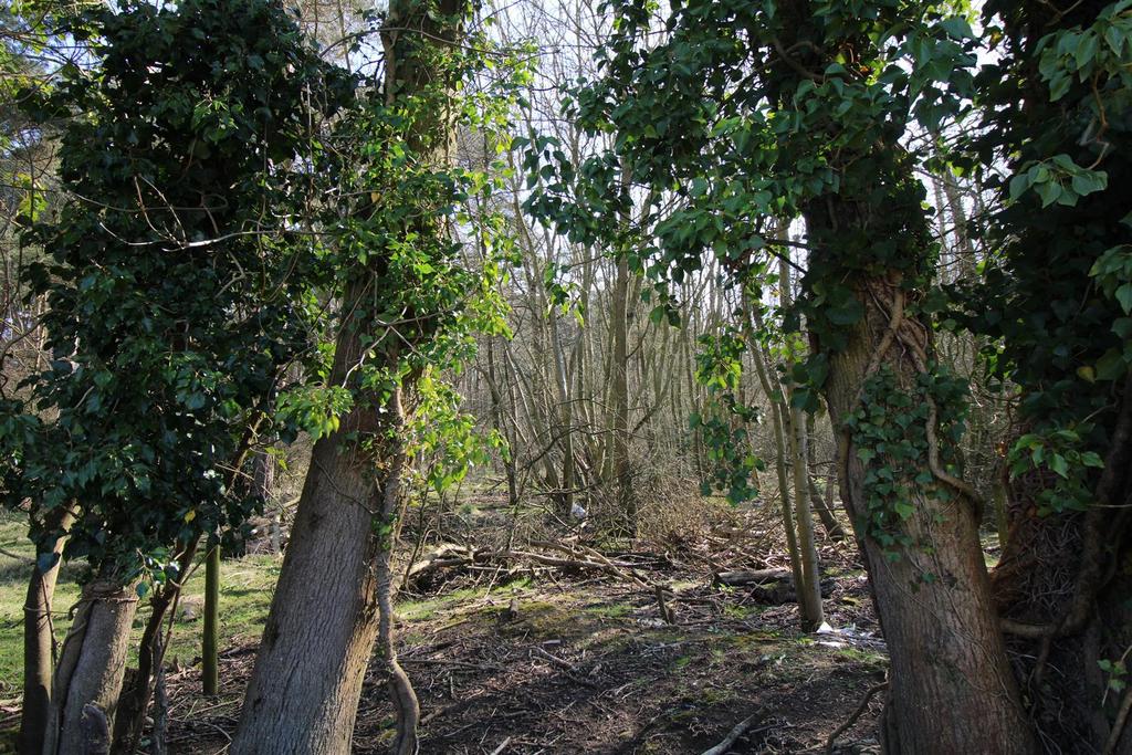 Serene woodland area