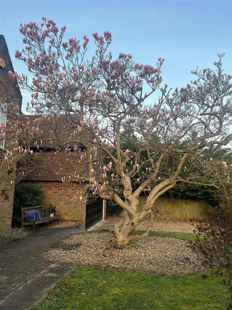 Magnolia Tree.jpg
