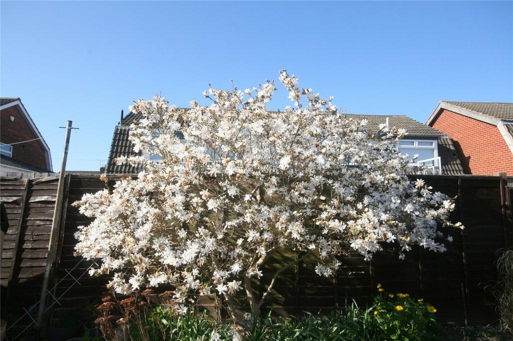 Magnolia Tree
