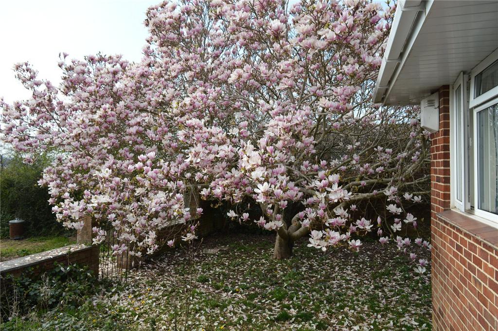 Magnolia