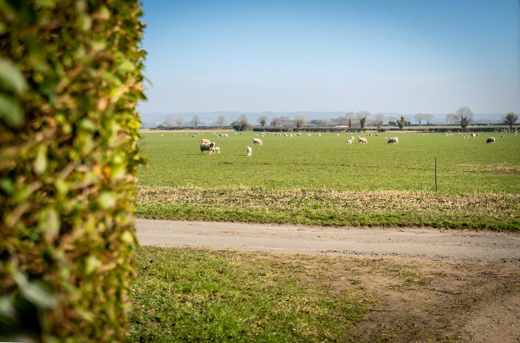 Beechwood barmby moor-57