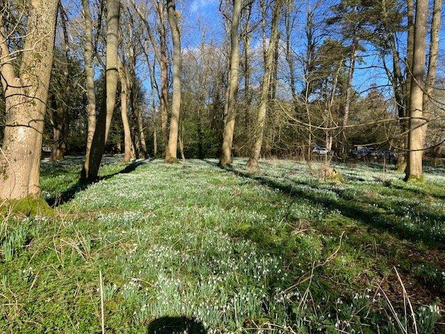 Snowdrops