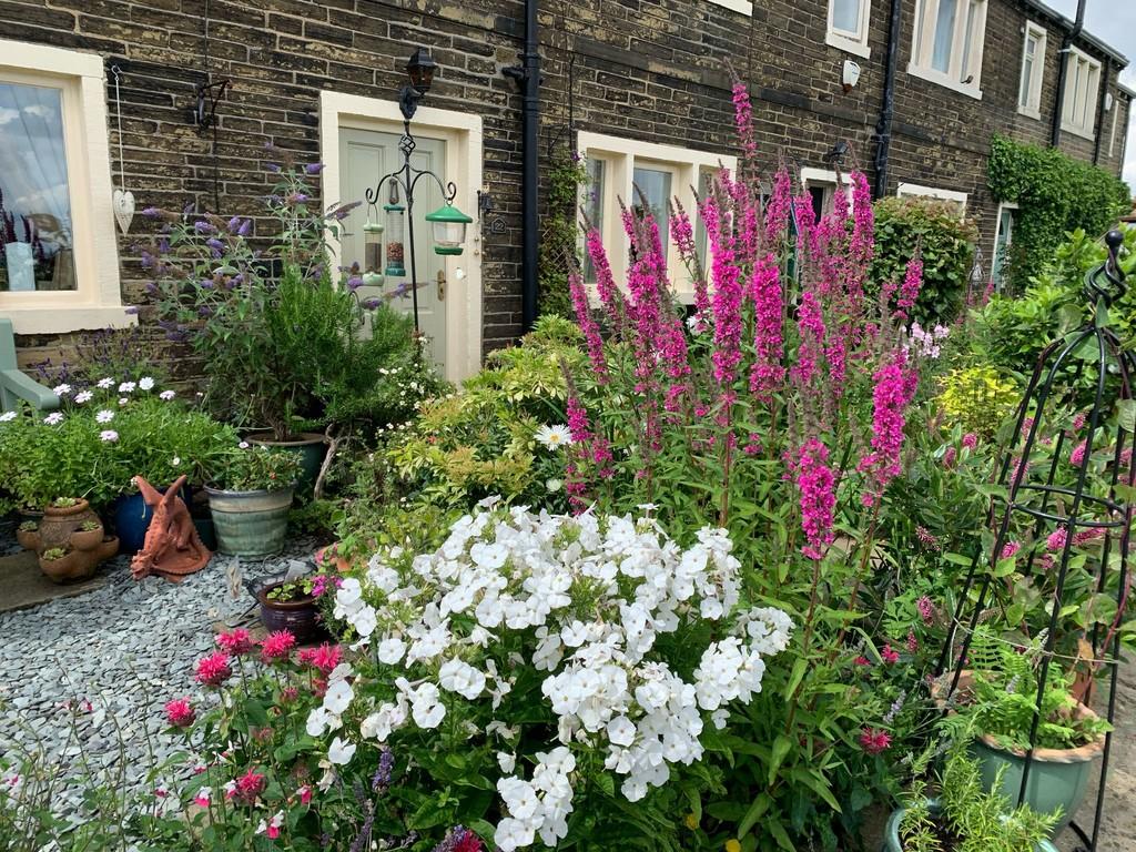 Garden 2