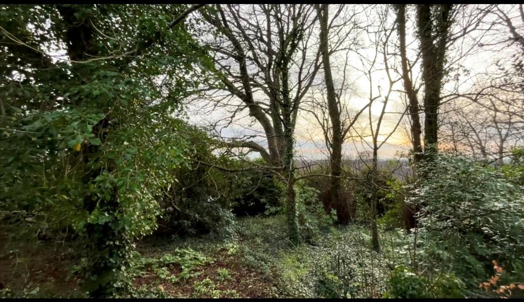 Wood Garden
