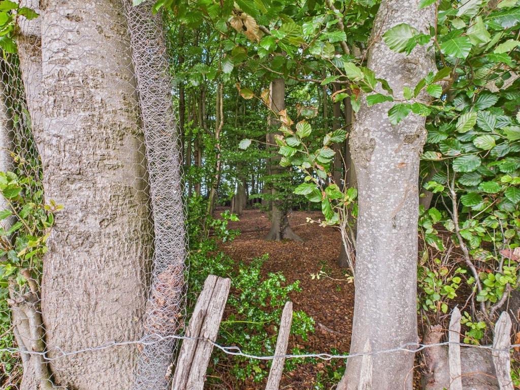 Woodland