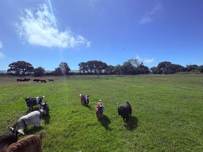 Paddock