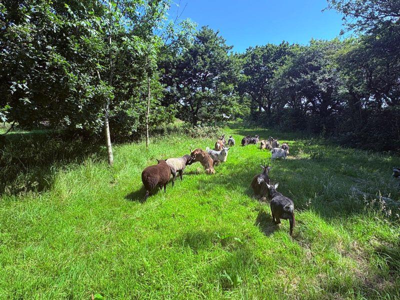 Paddock wooded area