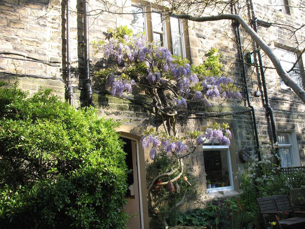 Wisteria