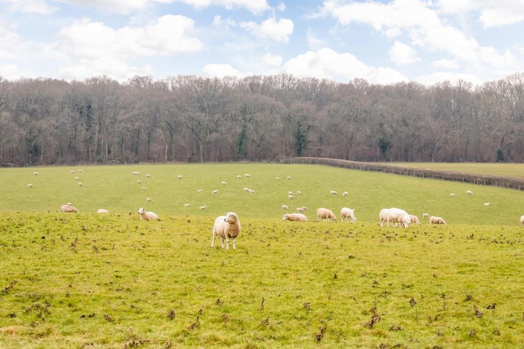 VIEW TO ANCIENT WOODLAND.jpg