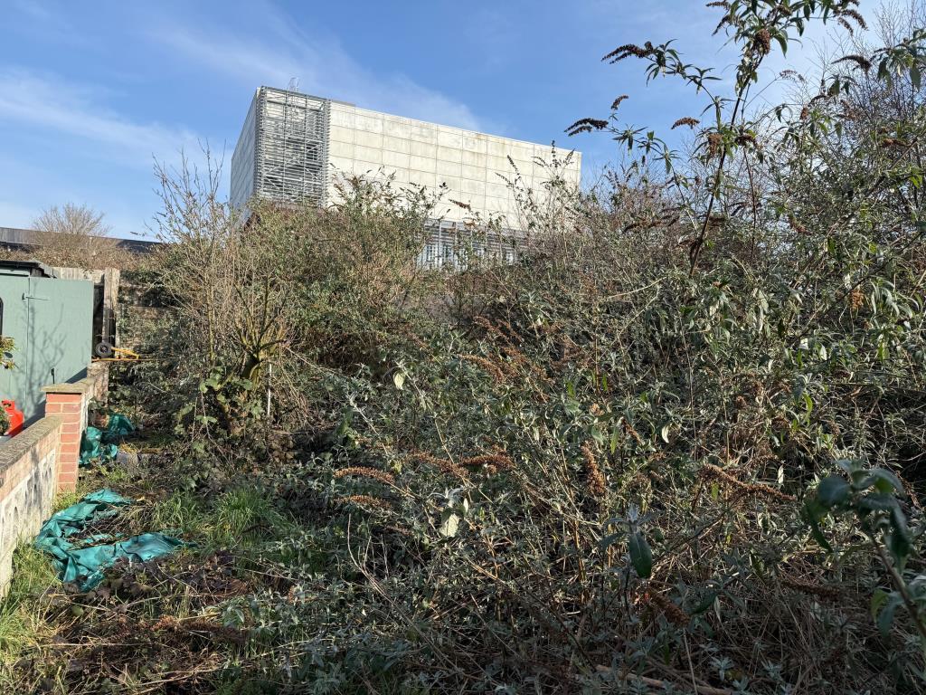 Overgrown rear garden