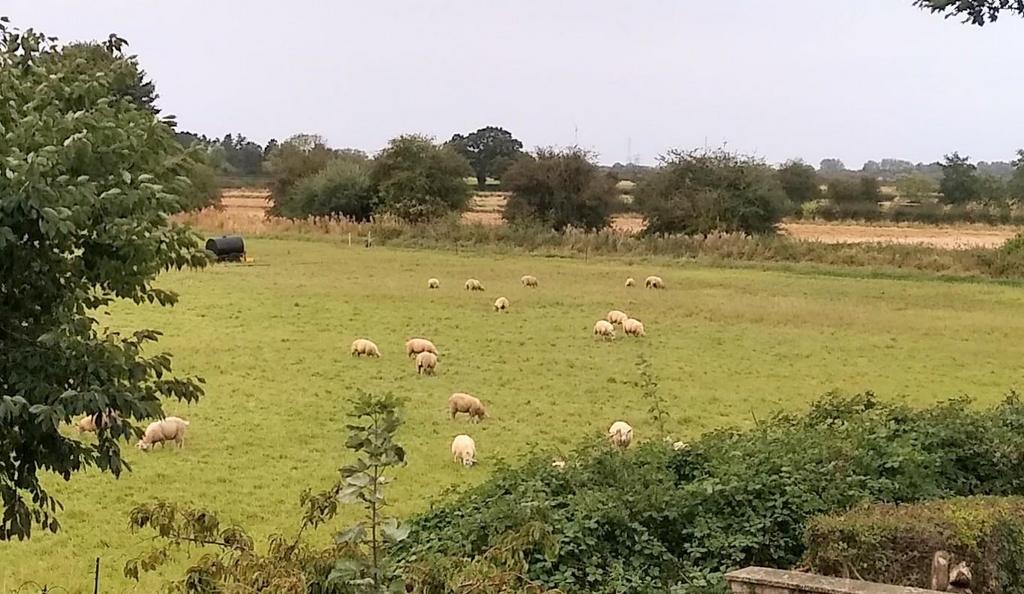 View from Bedroom