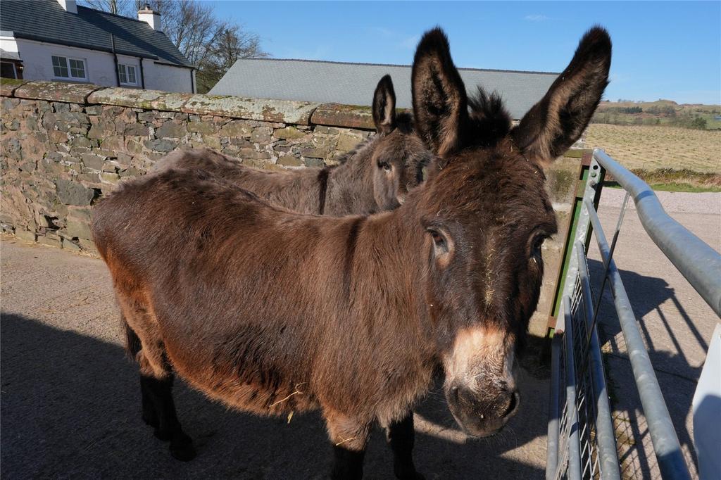 Donkey's