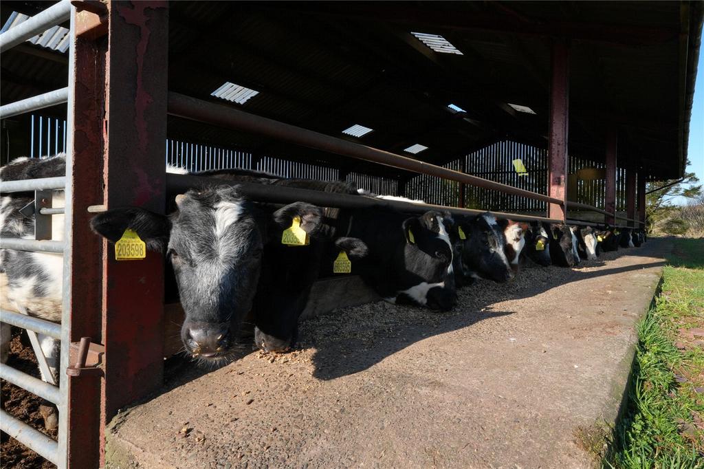 Cows