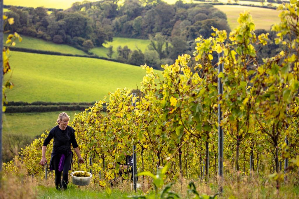 Vineyard