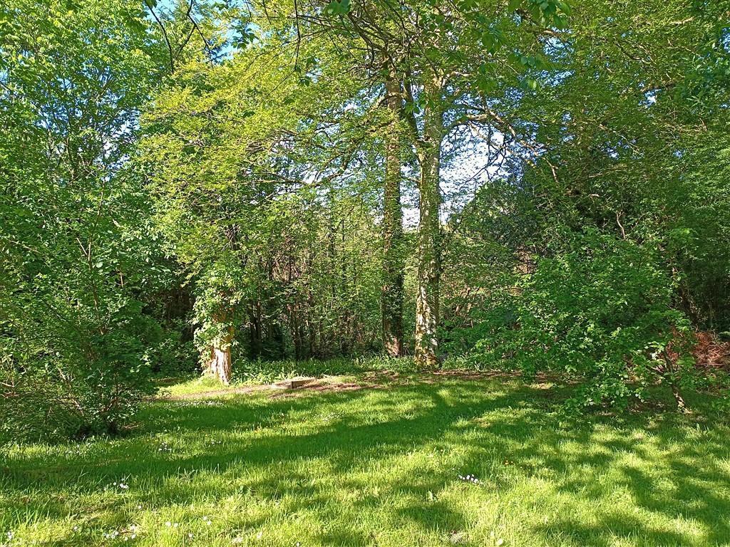 Beautiful Wooded Backdrop