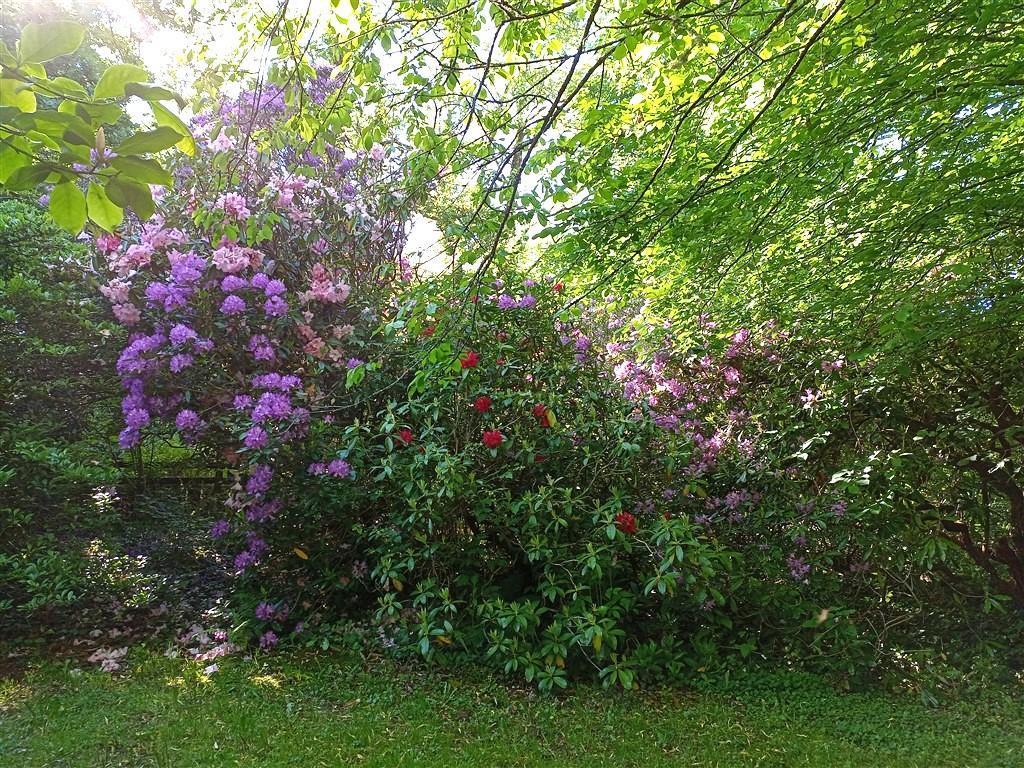 Beautiful Shrubs