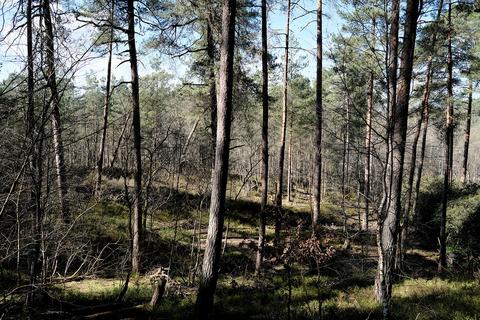 Woodland for sale, Old Frensham Road, Farnham GU10