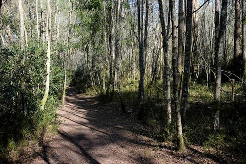 Woodland for sale, Old Frensham Road, Farnham GU10